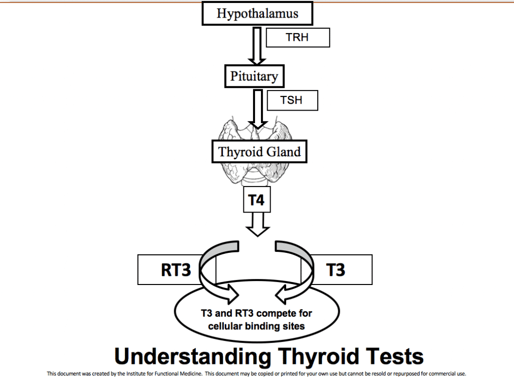 The Role of Reverse T3 in Thyroid Function (Part 1) – Sprouts Health