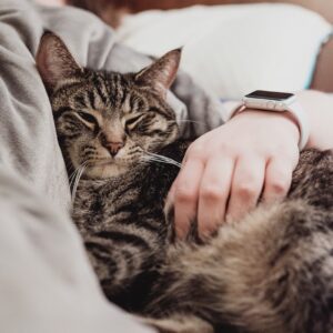 person holding gray tabby cat while lying on bed